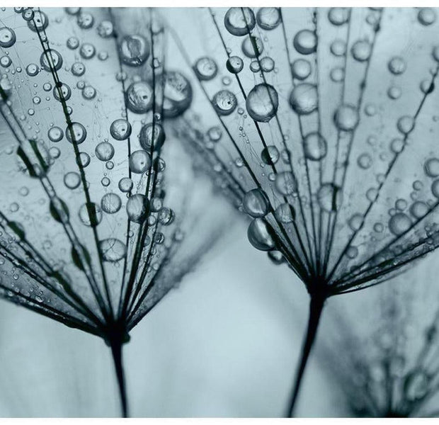 Floral Wallpaper Wall Mural - Dandelion Raindrops