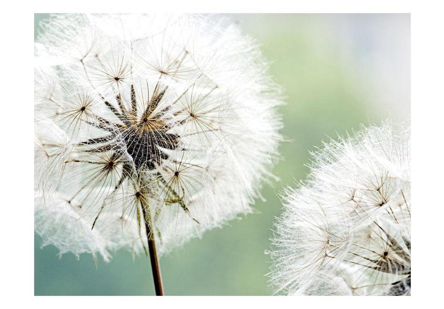 Floral Wallpaper Wall Mural - Two Dandelions