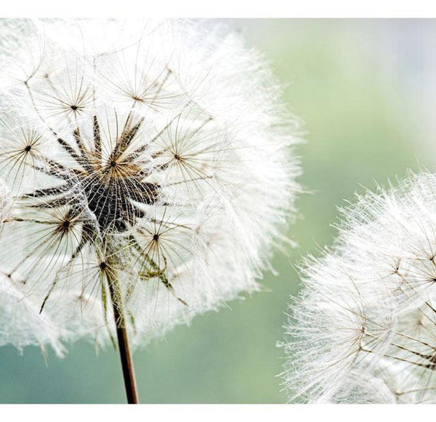 Floral Wallpaper Wall Mural - Two Dandelions