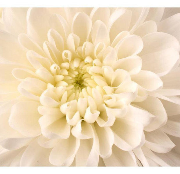 Floral Wallpaper Wall Mural - White Dahlia