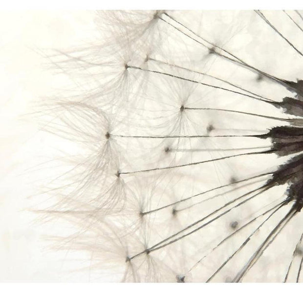Floral Wallpaper Wall Mural - White Dandelion