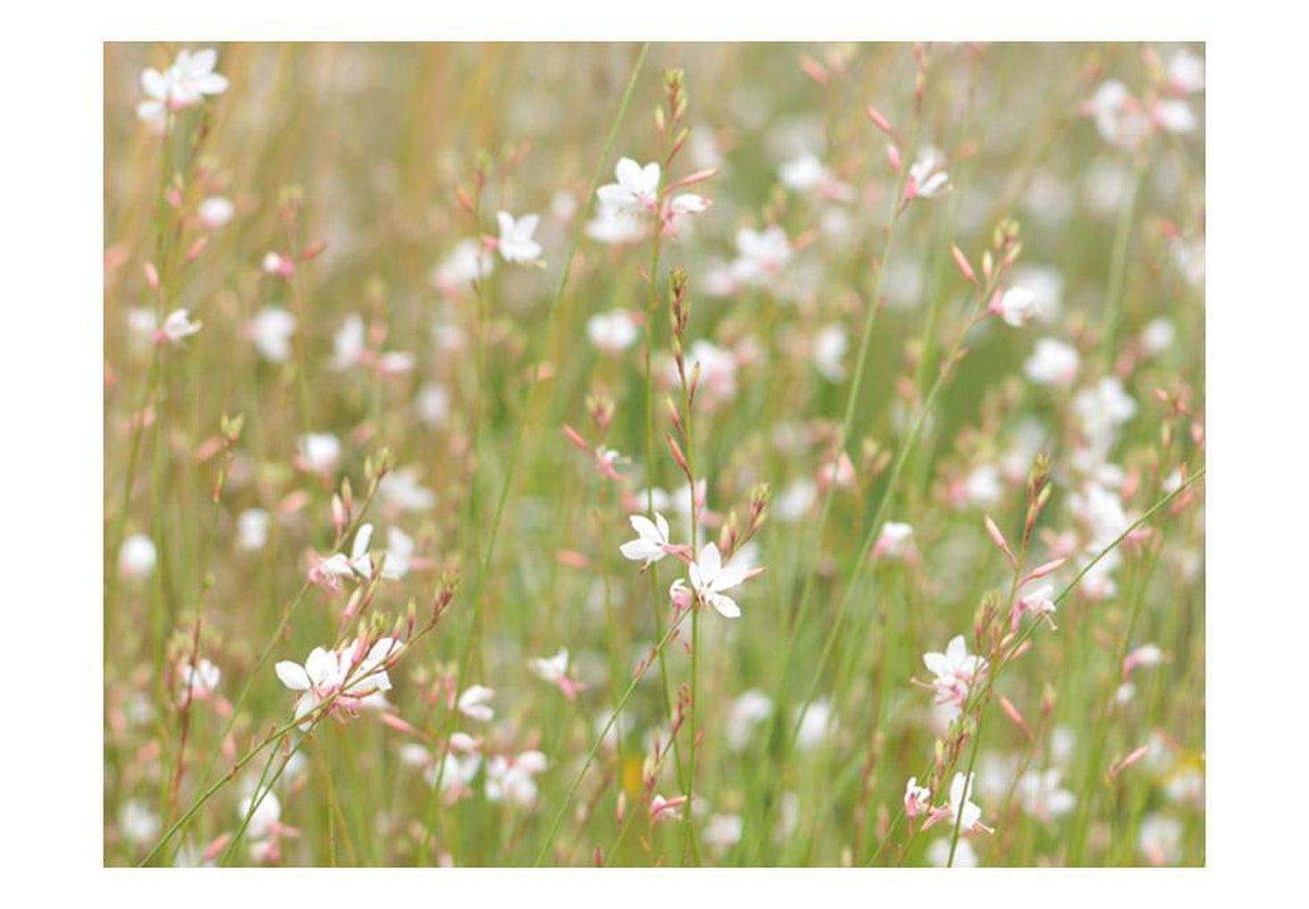 Floral Wallpaper Wall Mural - White Delicate Flowers