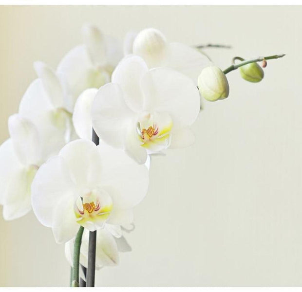 Floral Wallpaper Wall Mural - White Orchid