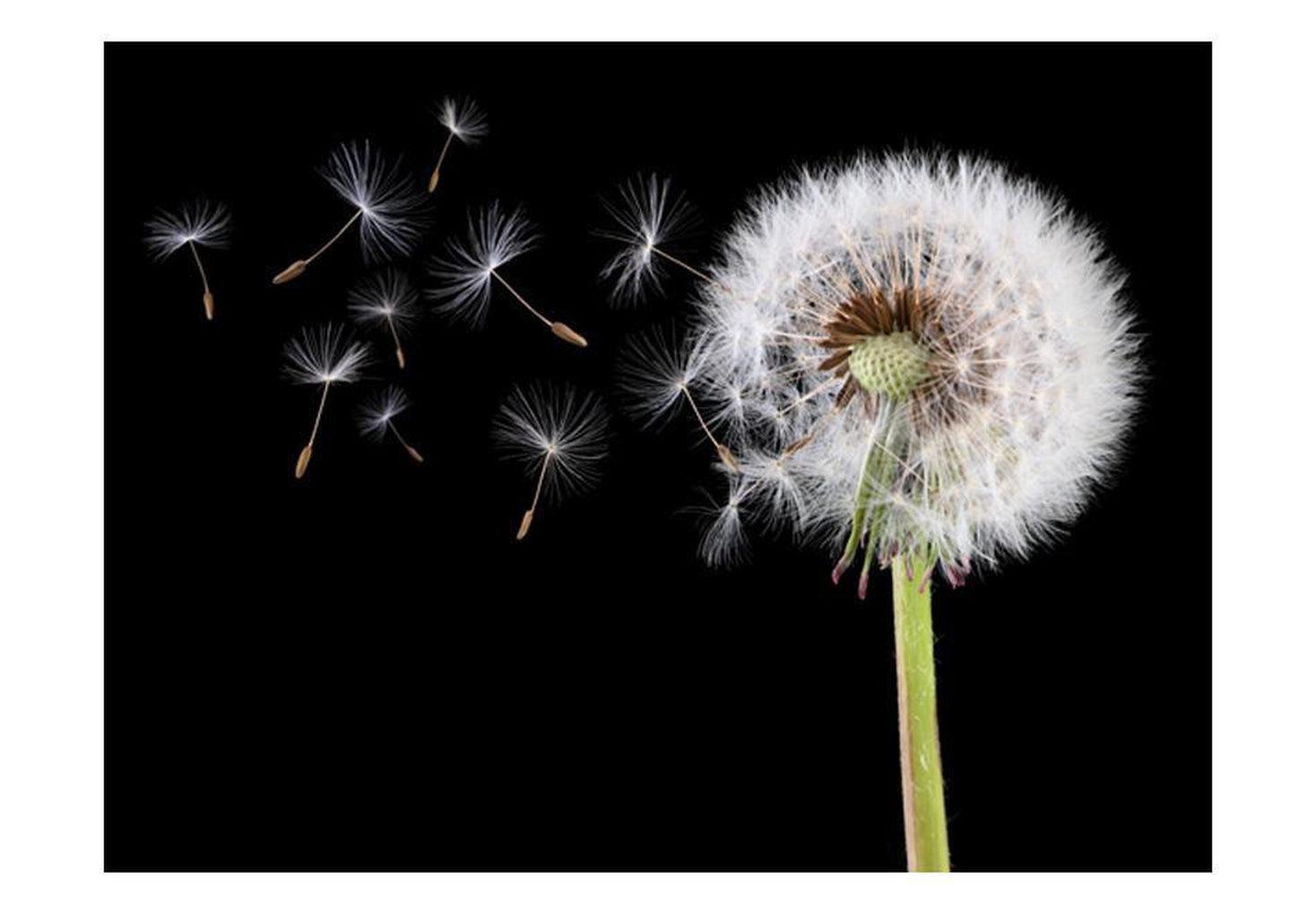 Floral Wallpaper Wall Mural - Wind And Dandelion