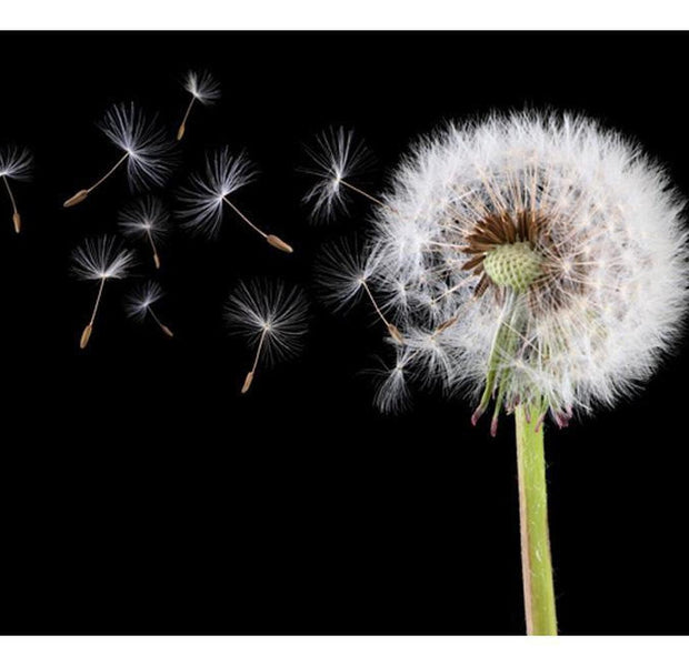 Floral Wallpaper Wall Mural - Wind And Dandelion