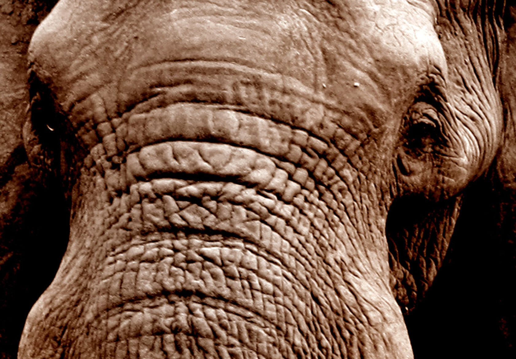 Stretched Canvas Animal Art - Elephant Migration