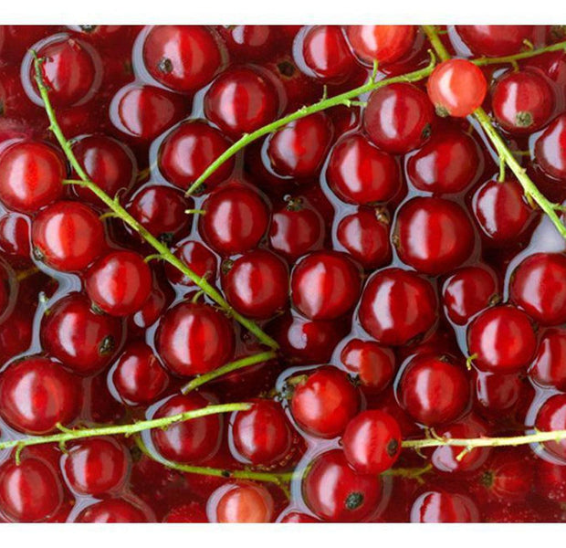 Kitchen Wallpaper Wall Mural - Redcurrants Bathed In Water