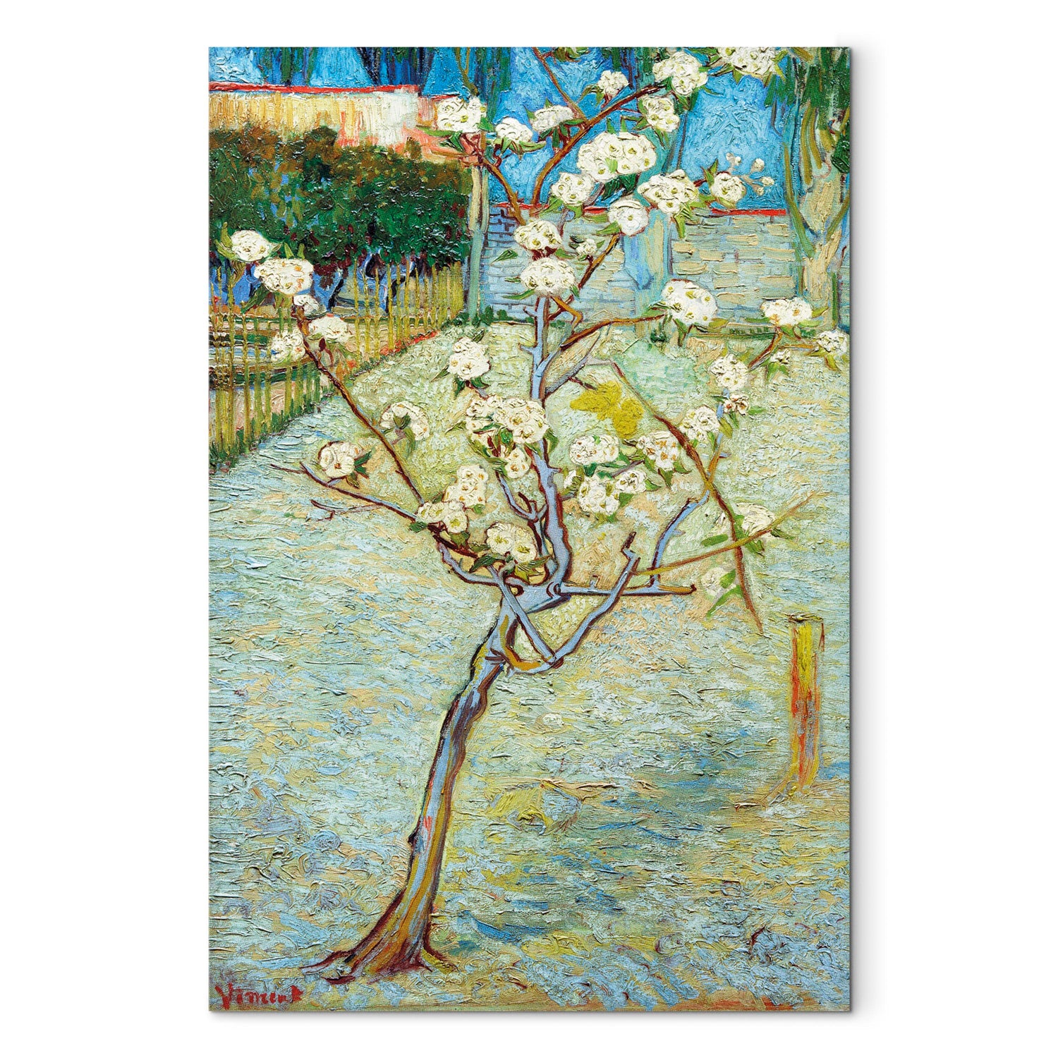 Reproduction Canvas Wall Art - Blossoming Pear Tree