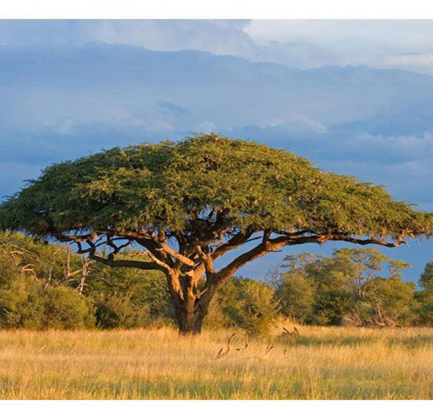 Landscape Wallpaper Wall Mural - African Acacia Tree