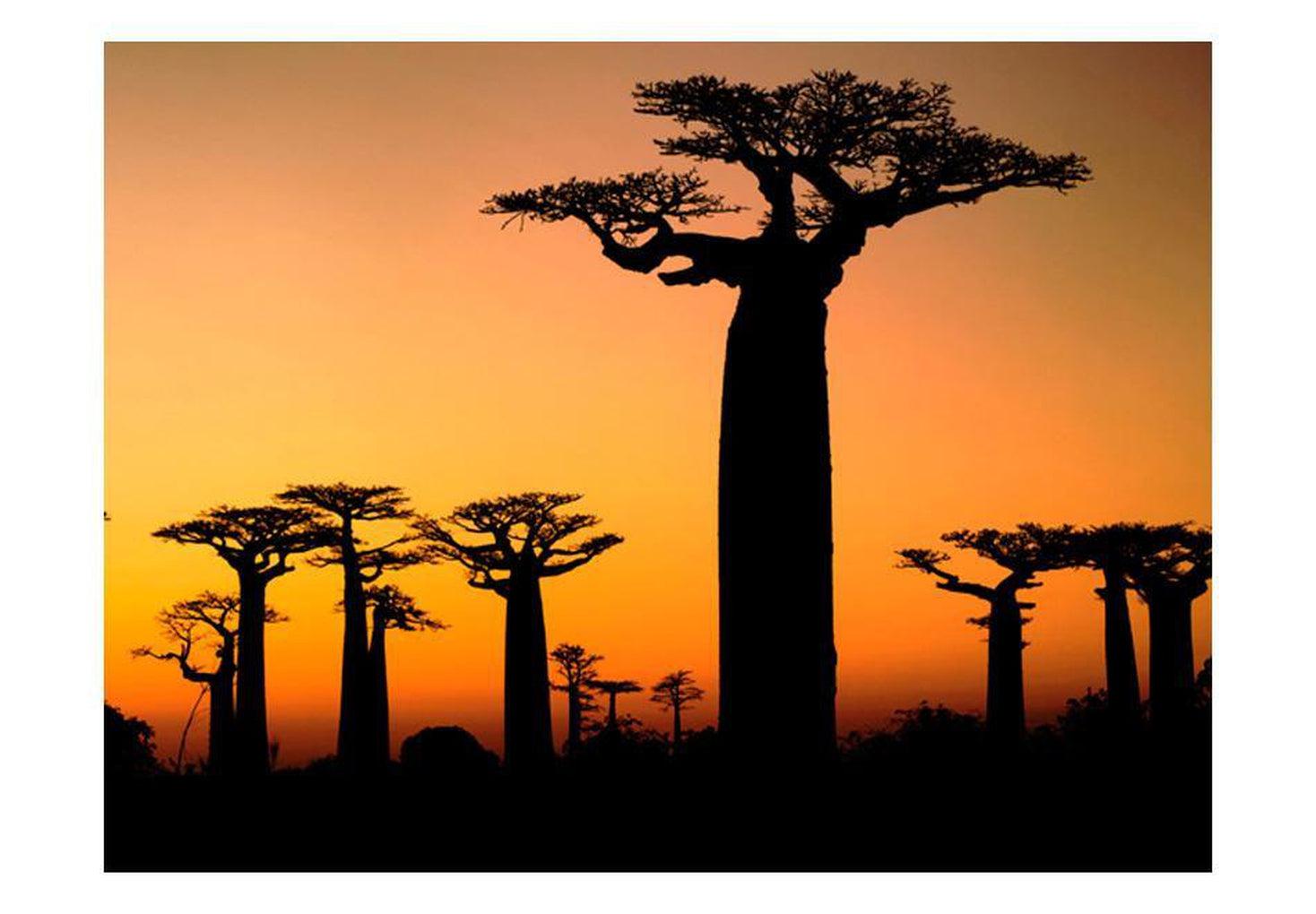 Landscape Wallpaper Wall Mural - African Baobab Trees