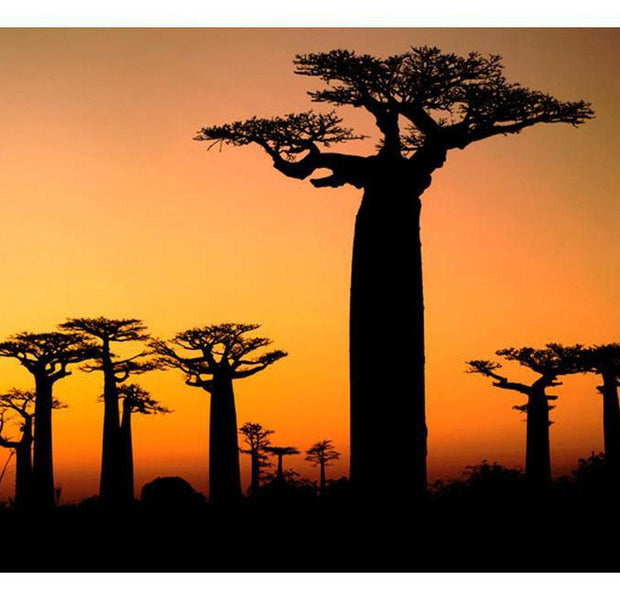 Landscape Wallpaper Wall Mural - African Baobab Trees