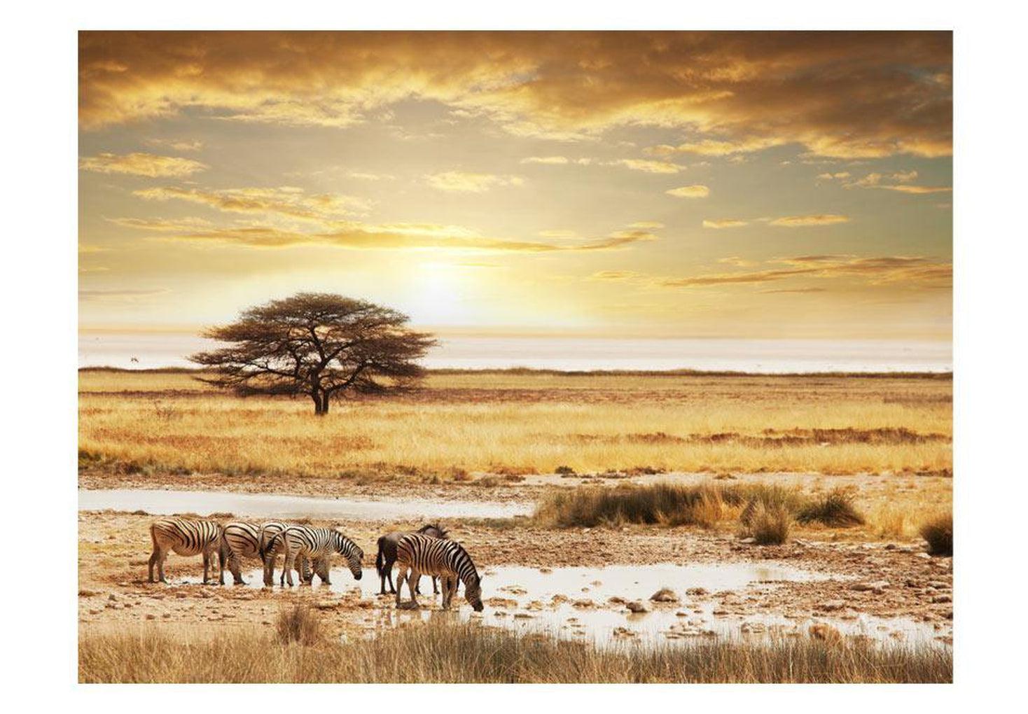 Landscape Wallpaper Wall Mural - African Zebras Around Watering Hole