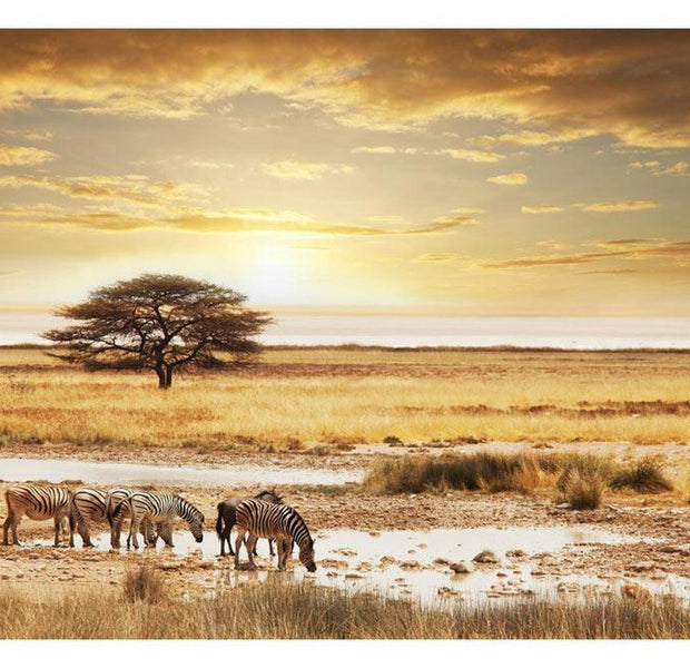 Landscape Wallpaper Wall Mural - African Zebras Around Watering Hole