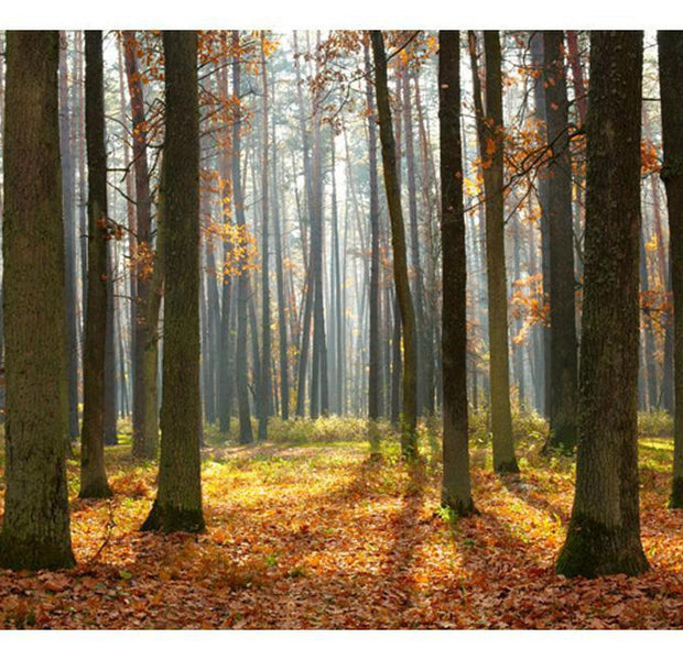 Landscape Wallpaper Wall Mural - Autumn Trees