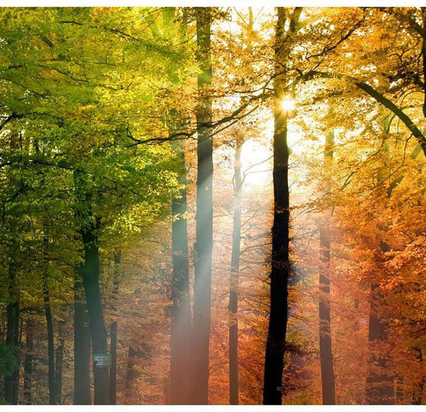 Landscape Wallpaper Wall Mural - Beautiful Autumn