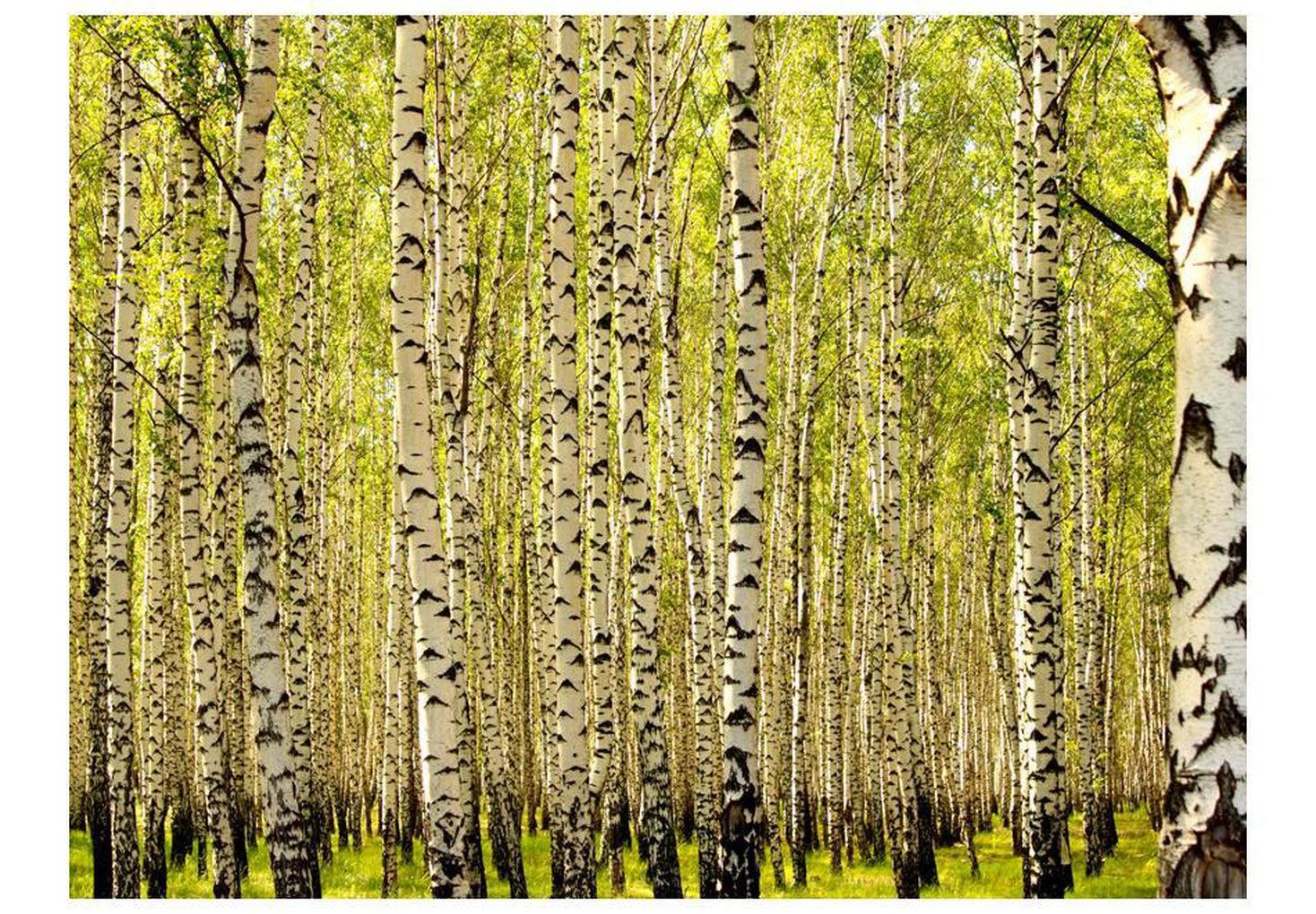 Landscape Wallpaper Wall Mural - Birch Forest