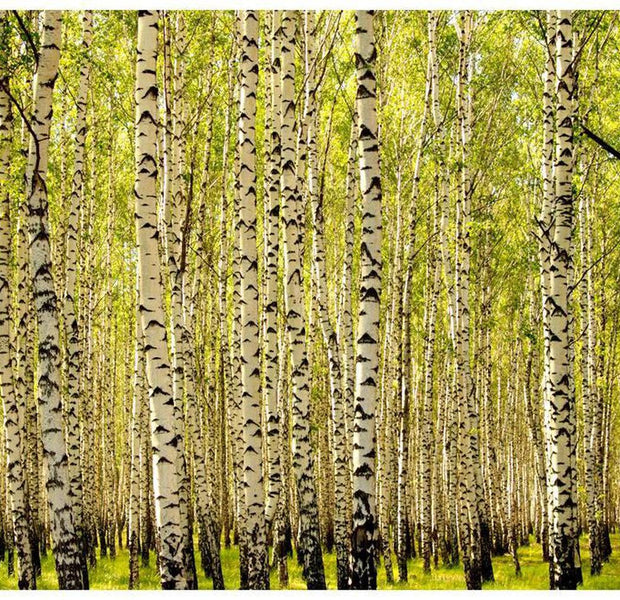 Landscape Wallpaper Wall Mural - Birch Forest