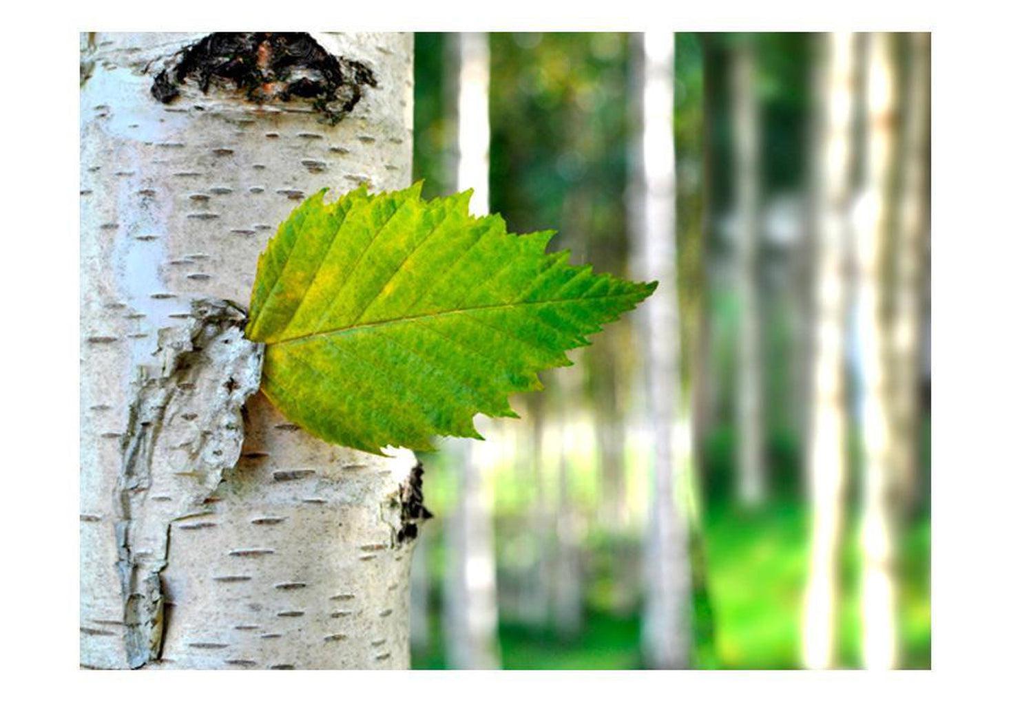 Landscape Wallpaper Wall Mural - Birch Leaf