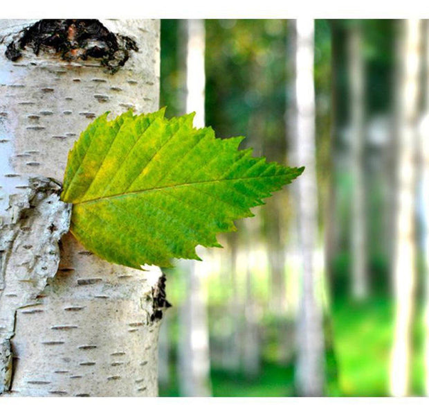 Landscape Wallpaper Wall Mural - Birch Leaf
