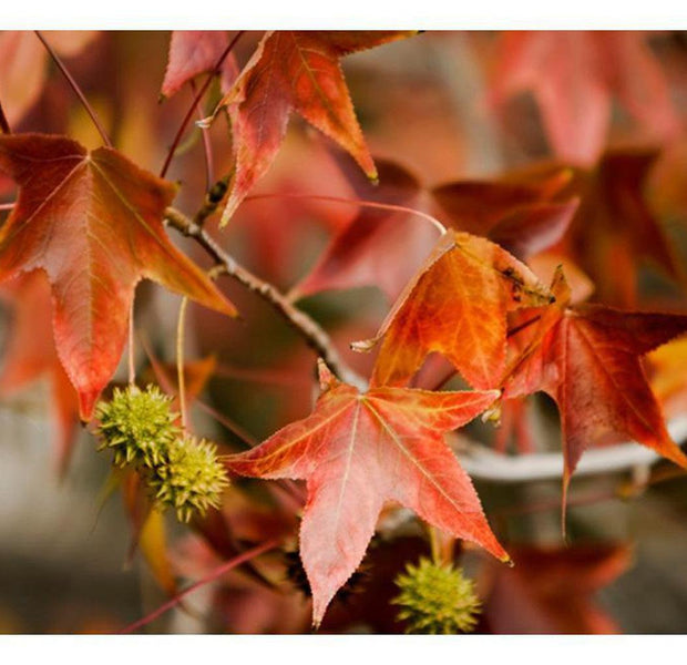 Landscape Wallpaper Wall Mural - Chestnut