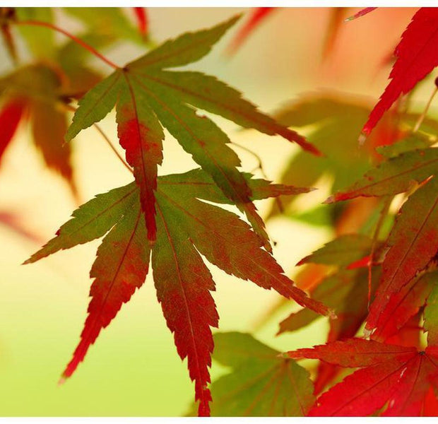 Landscape Wallpaper Wall Mural - Colourful Leaves