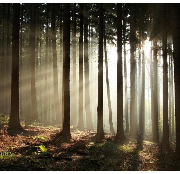 Landscape Wallpaper Wall Mural - Coniferous Forest