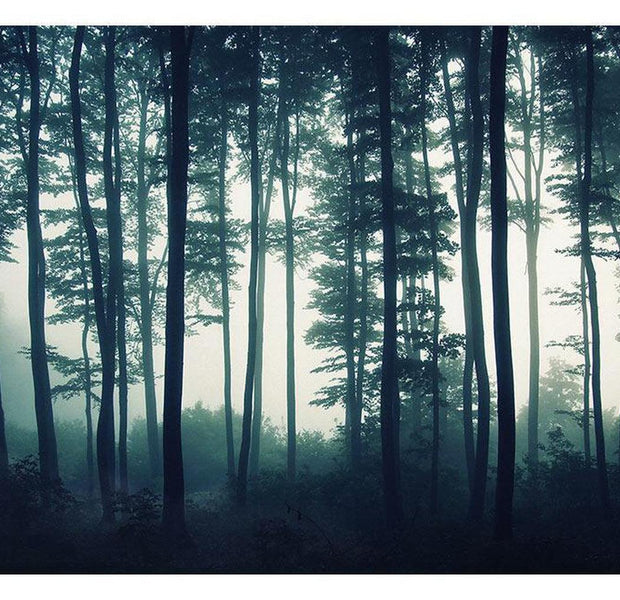 Landscape Wallpaper Wall Mural - Dark Forest