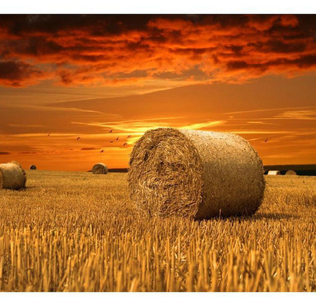Landscape Wallpaper Wall Mural - Fields Of Gold
