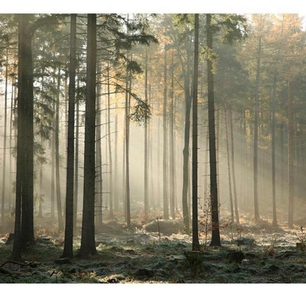 Landscape Wallpaper Wall Mural - Foggy November Morning