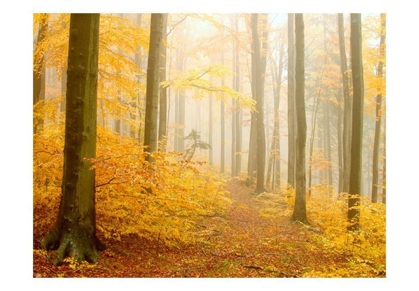 Landscape Wallpaper Wall Mural - Forest - Autumn