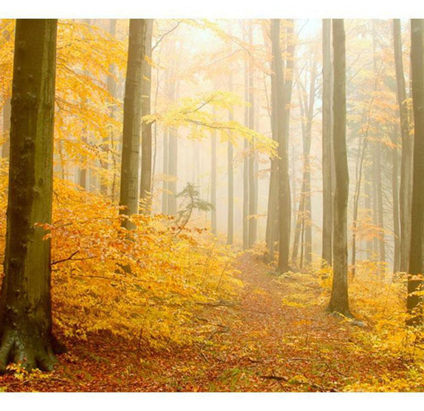 Landscape Wallpaper Wall Mural - Forest - Autumn