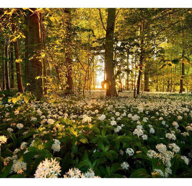 Landscape Wallpaper Wall Mural - Flower Forest