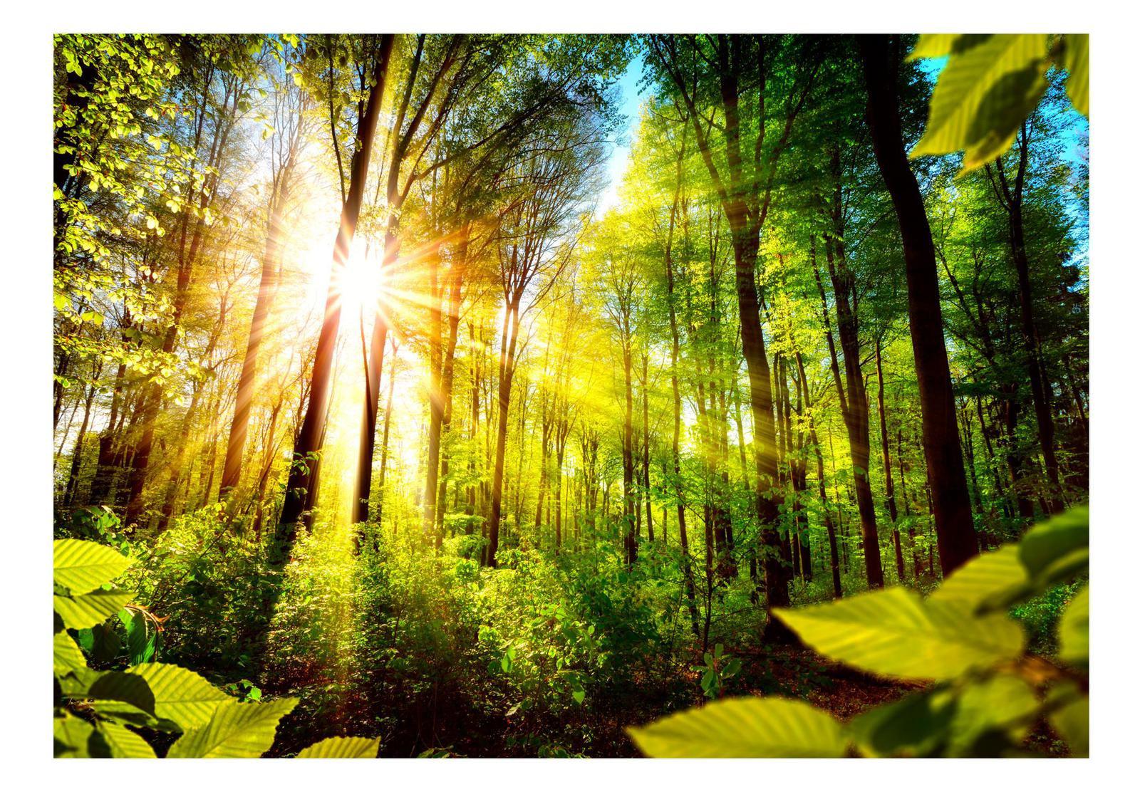 Landscape Wallpaper Wall Mural - Rainforest Sunshine