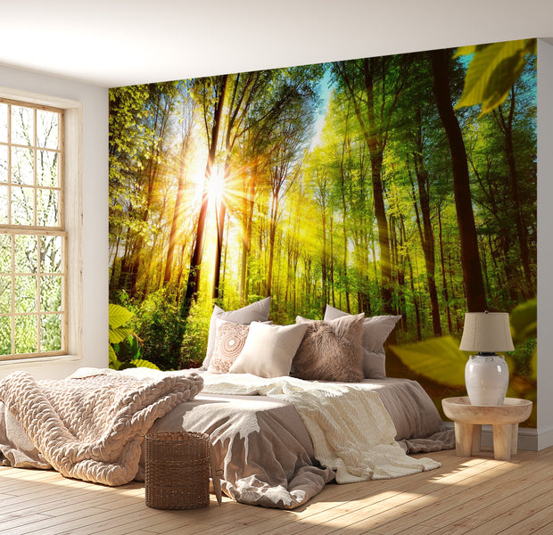 Landscape Wallpaper Wall Mural - Rainforest Sunshine