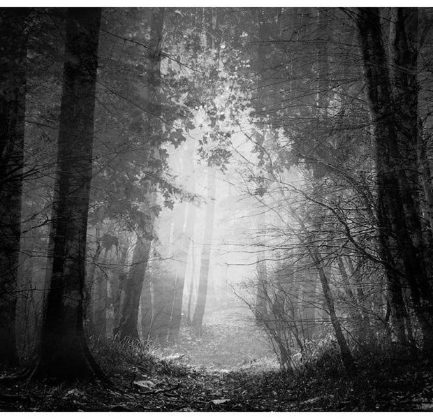 Landscape Wallpaper Wall Mural - Forest Of Shadows