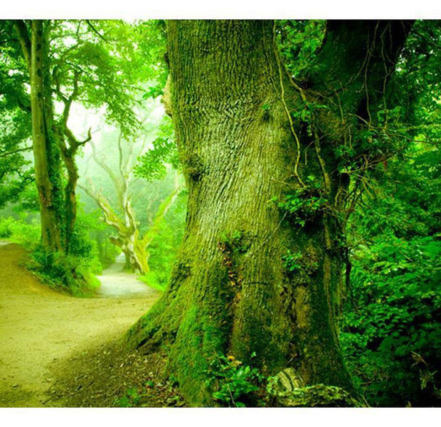 Landscape Wallpaper Wall Mural - Forest Pathway