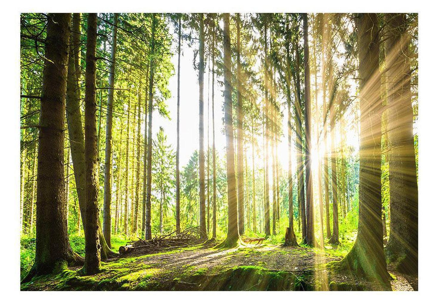 Landscape Wallpaper Wall Mural - Forest Sunshine