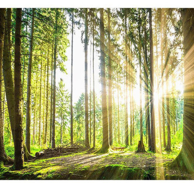 Landscape Wallpaper Wall Mural - Forest Sunshine