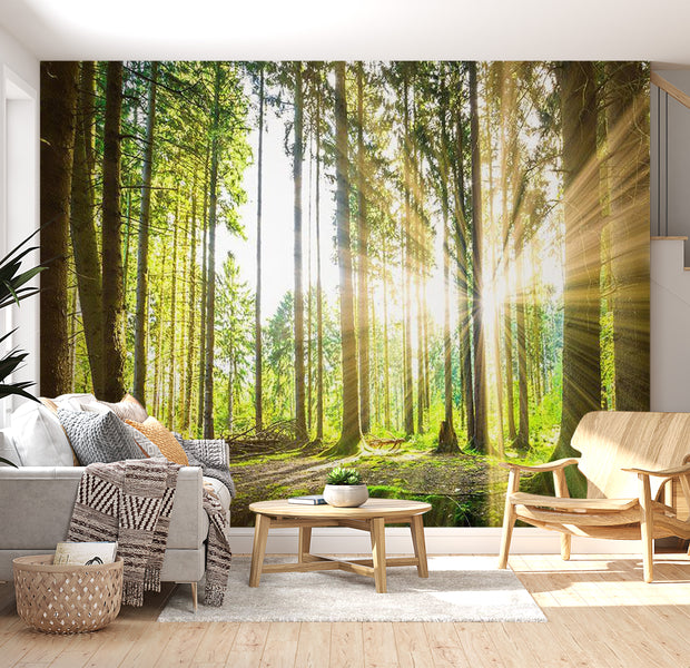 Landscape Wallpaper Wall Mural - Forest Sunshine