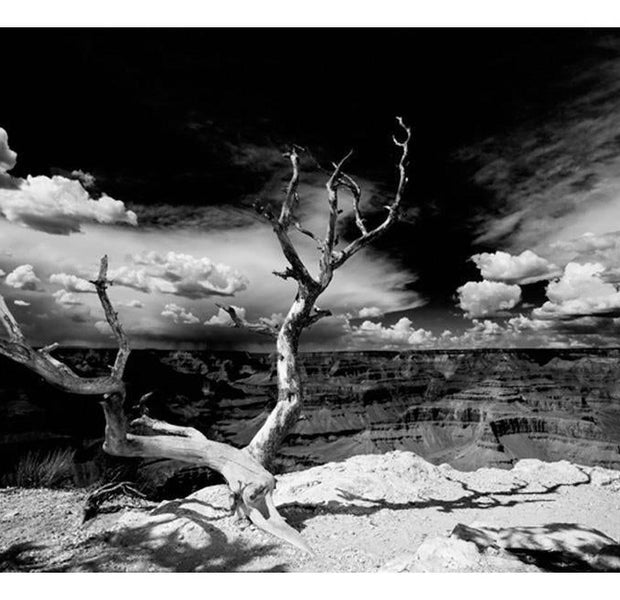 Landscape Wallpaper Wall Mural - Grand Canyon Tree