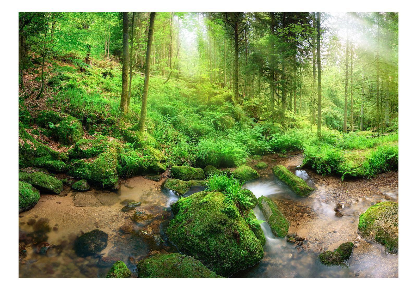 Landscape Wallpaper Wall Mural - Humid Forest