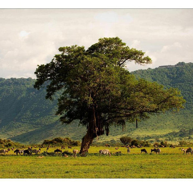 Landscape Wallpaper Wall Mural - In A Crater Of Ngoro Ngoro