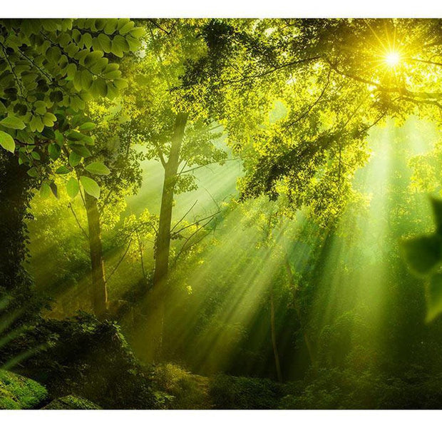 Landscape Wallpaper Wall Mural - In A Secret Forest