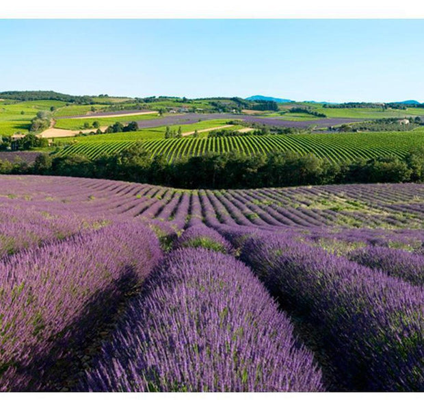 Landscape Wallpaper Wall Mural - Lavender Fields