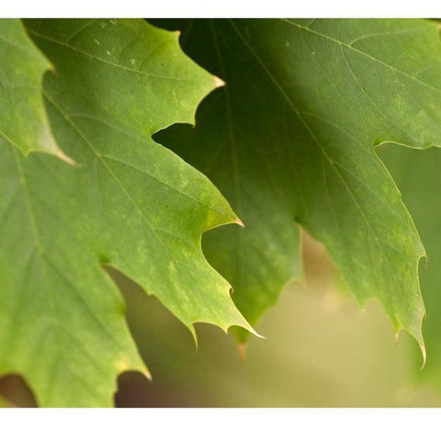 Botanical Wallpaper Wall Mural - Leaves