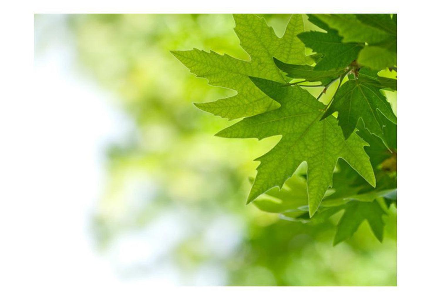 Landscape Wallpaper Wall Mural - Leaves Shallow Focus