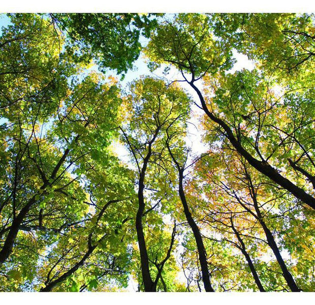 Landscape Wallpaper Wall Mural - Looking Up At The Trees