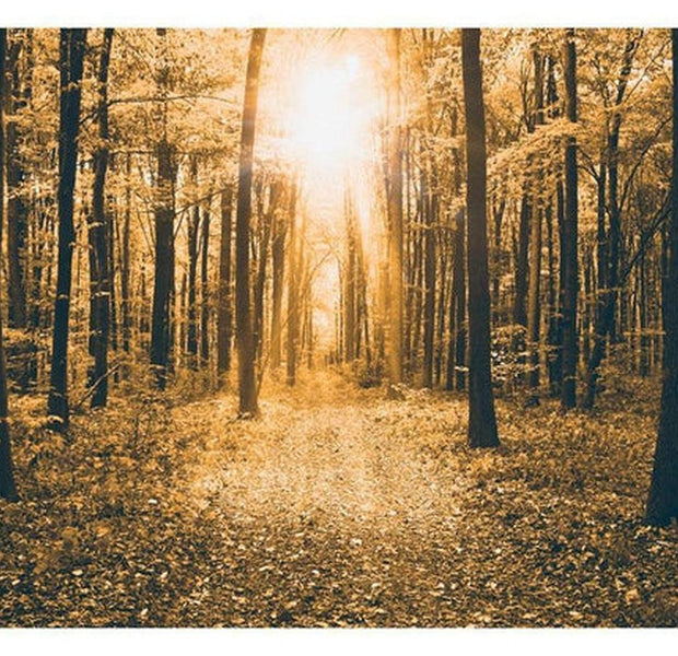 Landscape Wallpaper Wall Mural - Magical Light