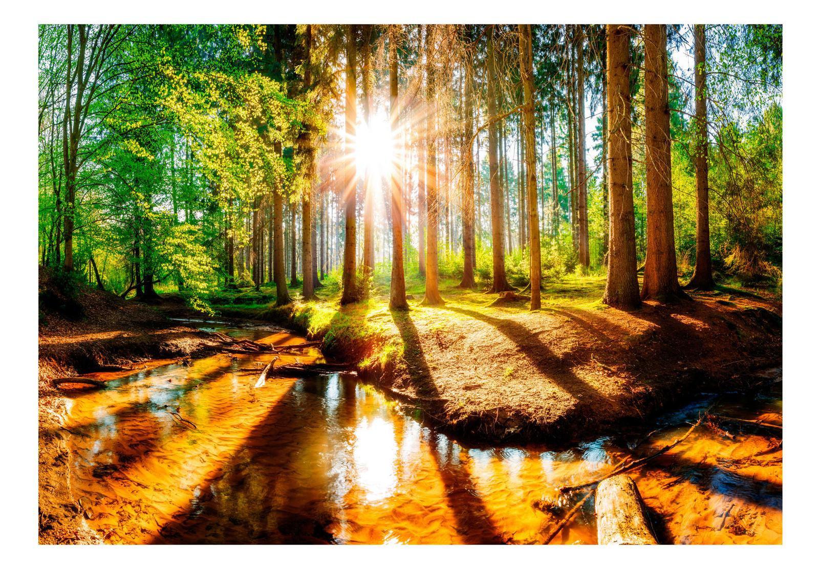 Landscape Wallpaper Wall Mural - Marvelous Forest