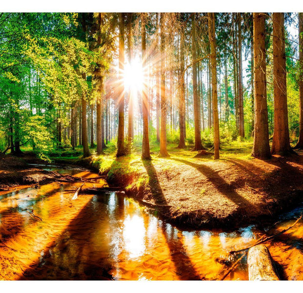 Landscape Wallpaper Wall Mural - Marvelous Forest
